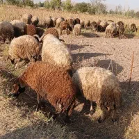 بز و گوسفند|حیوانات مزرعه|خوی, |دیوار