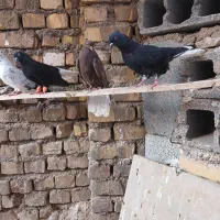 کبوتر دم سفیدزاغ سرکه ای