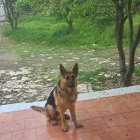 ژرمن وورک لاین نر اصیل جهت کشش
