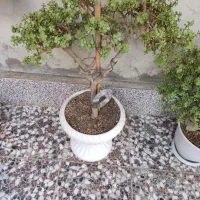 بونسای کراسولا خرفه ای|گل و گیاه طبیعی|قم, لسانی|دیوار