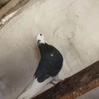 دوتاماده بشرط پرش|پرنده|شاهینشهر, برخوار غرب|دیوار