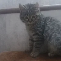 واگذاری گربه ماده