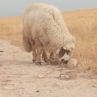 یک راس قوچ جوان دوراس گوسفند