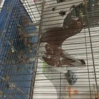 پرشی زنگ|پرنده|آشخانه, |دیوار