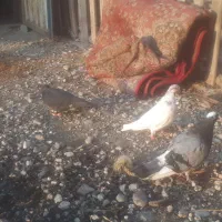 کبوتر|پرنده|سیجوال, |دیوار