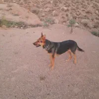 سگ ژرمن ماده