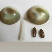جنگلی سبز قوی