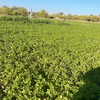 یونجه درجه یک بدون علف بسته بندی شده