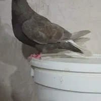 کفتر قهوه دم سفید شعمک تخت پاک دم|پرنده|شیراز, کفترک|دیوار