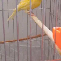 فروش پرنده ی خوش صدا