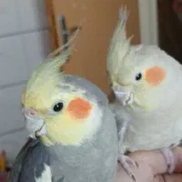 عروس هلندی|پرنده|تهران, مسعودیه|دیوار