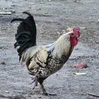 خروس رسمی نطفه دار