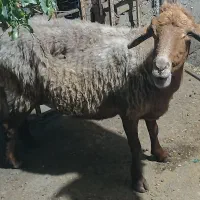 گوسفند‌.بره دلاق