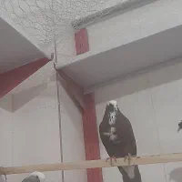 چند جفت قرمز جفت دوتا آبی عرب ماده