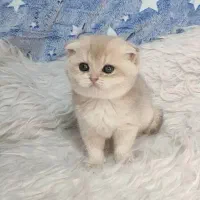 اسکاتیش و بریتیش های زیبا