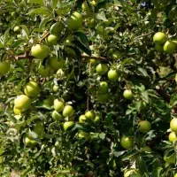 فروش سیب درختی