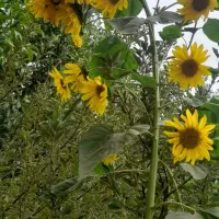 افراد باز نشسته بخوانند،|فعالیت داوطلبانه|همدان, |دیوار