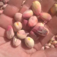 پسته|خوردنی و آشامیدنی|مشهد, سیس‌آباد|دیوار