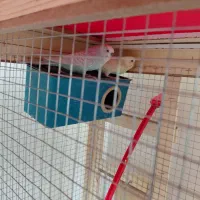 جفت مرغ عشق مولد