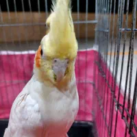 عروس هلندی جفت تخمگذاری