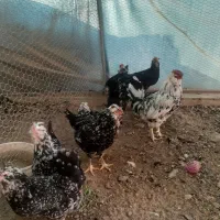 مرغ وخروس گلین چهل تاج اصل