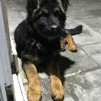 یک قلاده سگ ژرمن