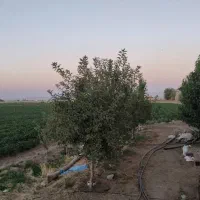 زمین کشاورزی و باغی به متراژ ده هزار و سیصد متر|فروش دفتر صنعتی، کشاورزی، تجاری|همدان, |دیوار