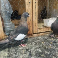 سرک تافت ای نر چشم نوک سفید