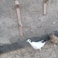 زرشک / کبوتر|خوردنی و آشامیدنی|مشهد, شهید علی محمدی|دیوار