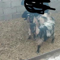 بزغاله دورگ پاکستانی ماده