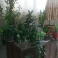 گل طبیعی|گل و گیاه طبیعی|اصفهان, ملک|دیوار