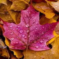 سرویس مدرسه