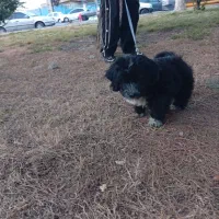 سگ پاکوتاه مشکی  ۱۳۰۰|سگ|تهران, جوادیه|دیوار