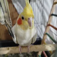 عروس هلندی|پرنده|پیرانشهر, |دیوار