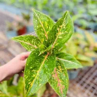 فروش انواع گیاهان آپارتمانی وسبزه نارنج