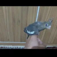 جوجه عروس هلندی