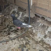 پرنده گرفتنی