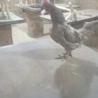 مرغ خانگی تخم گذار