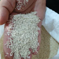 برنج سر لاشه طارم محلی فجر درجه یک