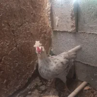 تخم مرغ گلین|حیوانات مزرعه|شیراز, سلطان آباد|دیوار