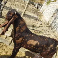 بزغاله نر پاکستانی اصیل