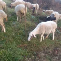 فروش پنیر گوسفندی وگردو یاتعویض برنج