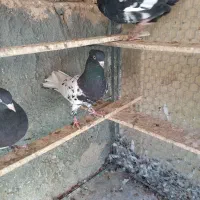 کله سیاه|پرنده|داراب, |دیوار