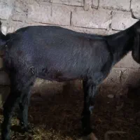 بز برای فروش گوسفند|حیوانات مزرعه|سوسنگرد, |دیوار