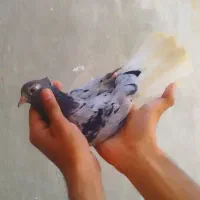 کفتر هفت رنگ دم سفید جفت ساده کاکلی زاغ دم سفید|پرنده|مشهد, سپاد|دیوار