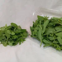 کاهو فرانسوی ریحان ایتالیایی|خوردنی و آشامیدنی|شیراز, جوادیه|دیوار