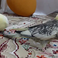 عروس هلندی گمشد ه