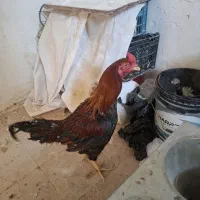 خروس لاری