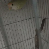 دوجفت کوتوله|پرنده|گرگان, |دیوار