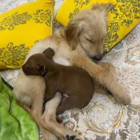 گلدن رتریور دارچینی|سگ|اردبیل, |دیوار